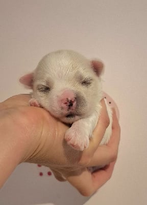 Les chiots de Bichon maltais
