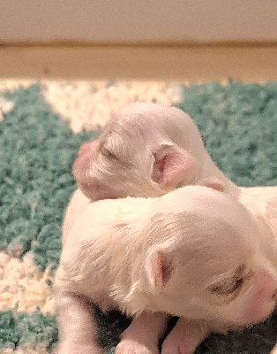 Les chiots de Bichon maltais