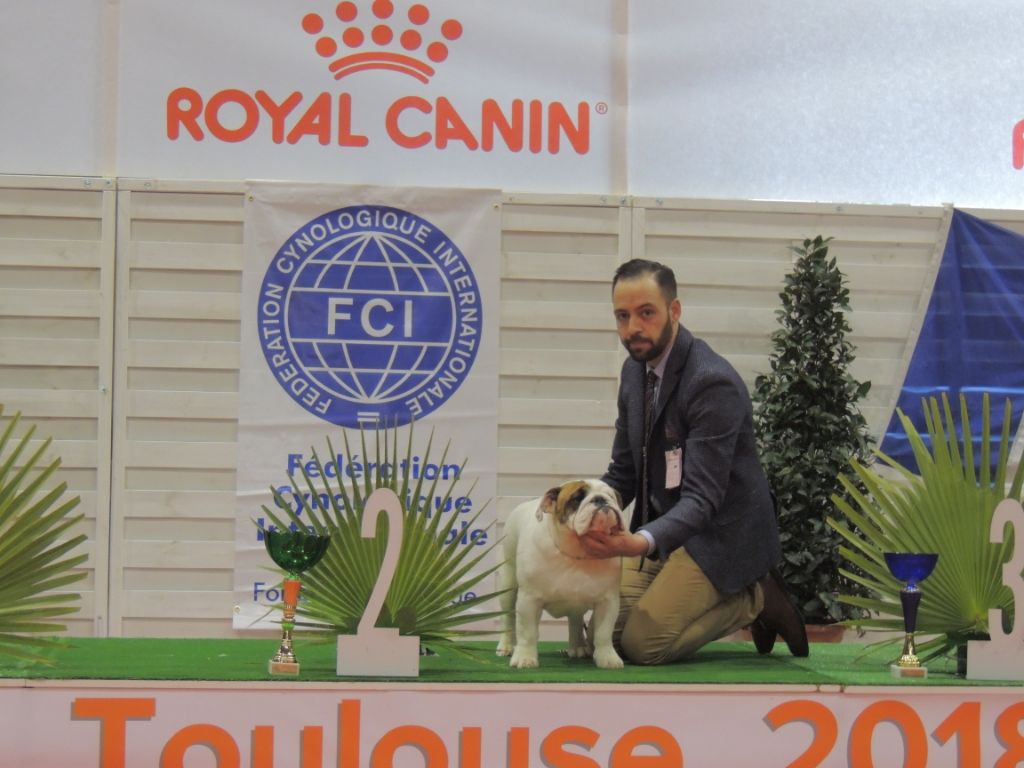 Lyvanbull's Nostradamus - 1 TRES PROMETTEUR - MEILLEUR PUPPY - 2EME MEILLEUR PUPPY DU GROUPE 2