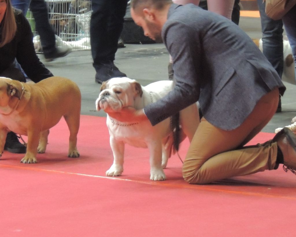 Lyvanbull's Nostradamus - 2EME EXCELLENT JEUNE MALE