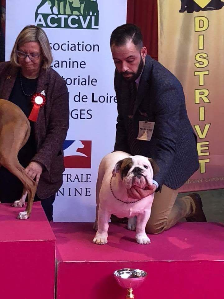 Lyvanbull's Nostradamus - 1 TRES PROMETTEUR - MEILLEUR PUPPY - 2EME MEILLEUR PUPPY DU GROUPE 2