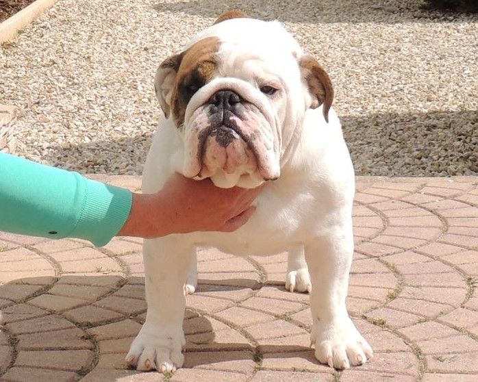 Lyvanbull's Nostradamus - 2EME EXCELLENT JEUNE MALE