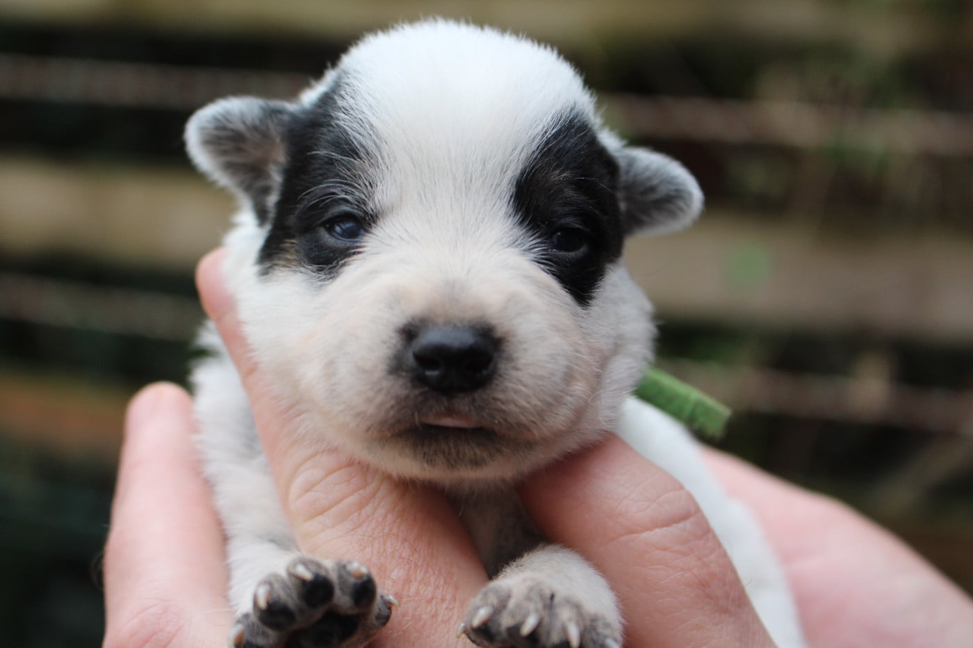 Bouvier australien - Du Second Souffle