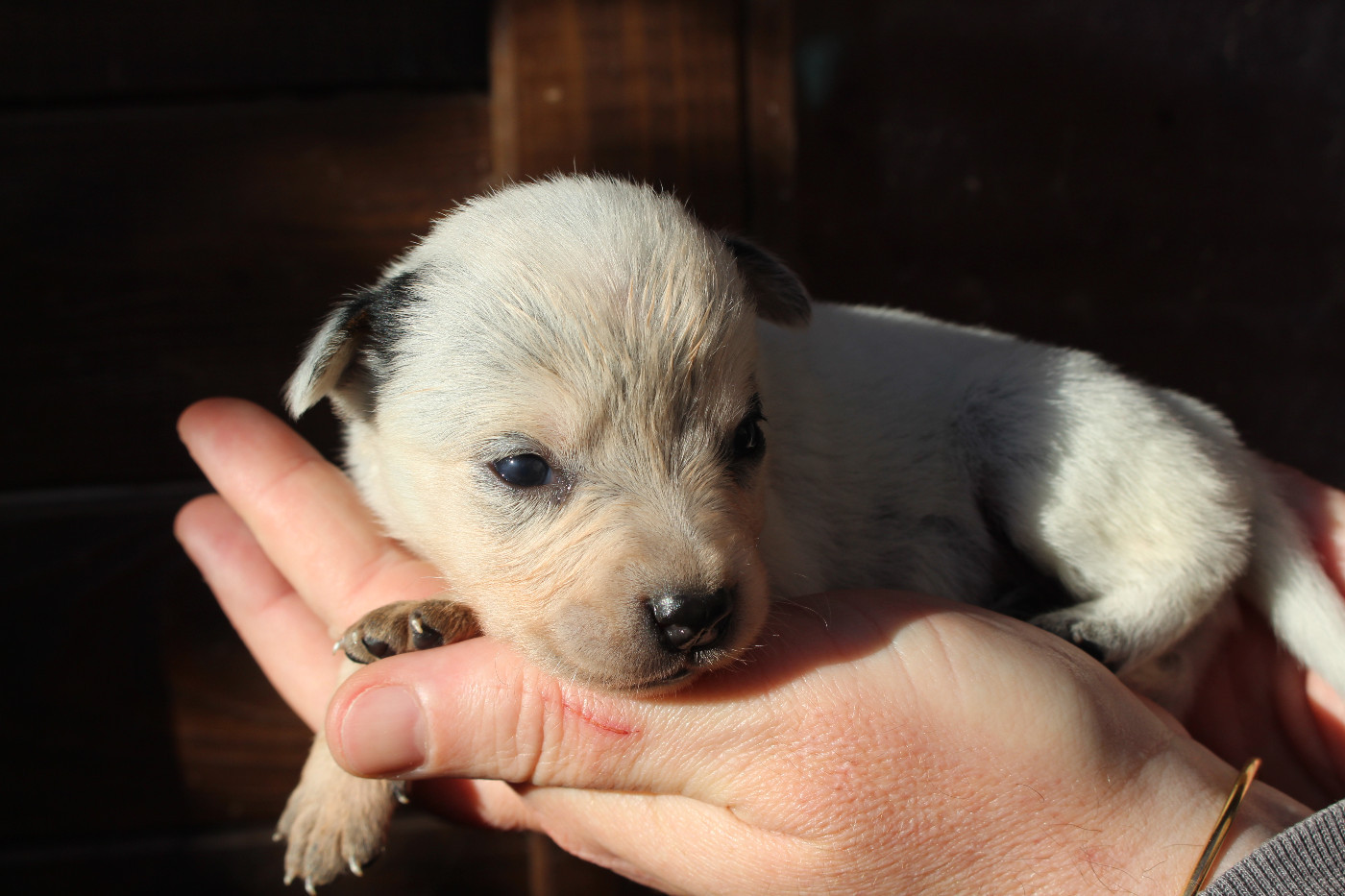 Femelle Sans Collier