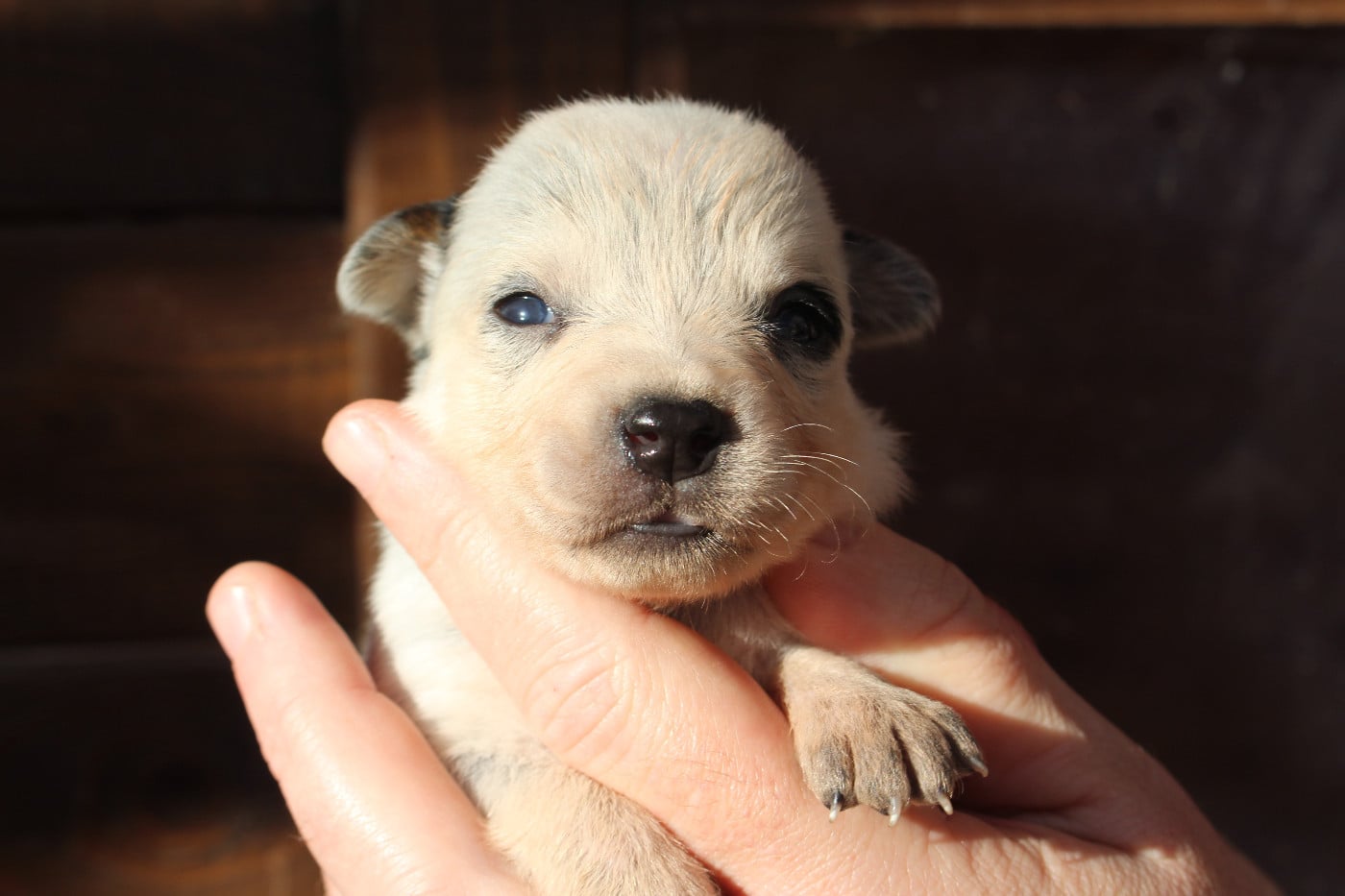 Femelle Sans Collier