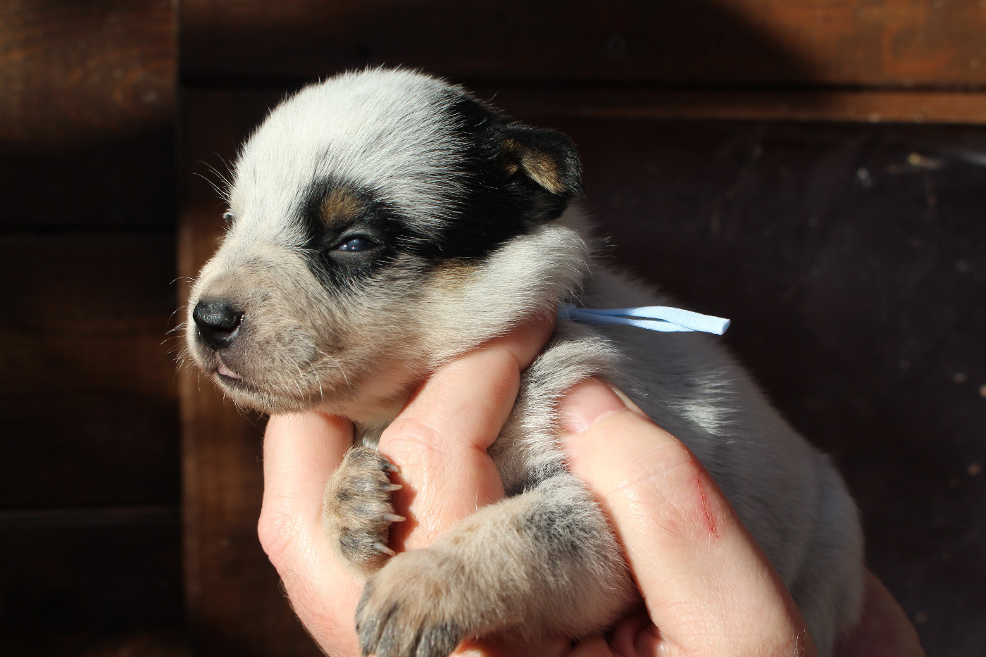 Femelle Collier Bleu