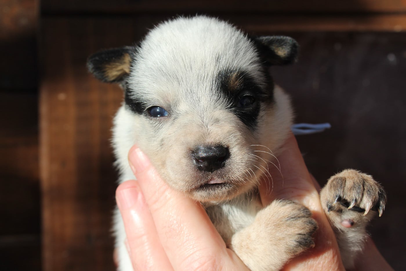 Femelle Collier Bleu