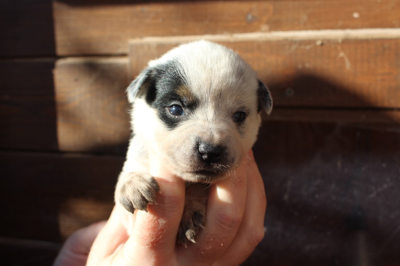 Femelle Collier Jaune