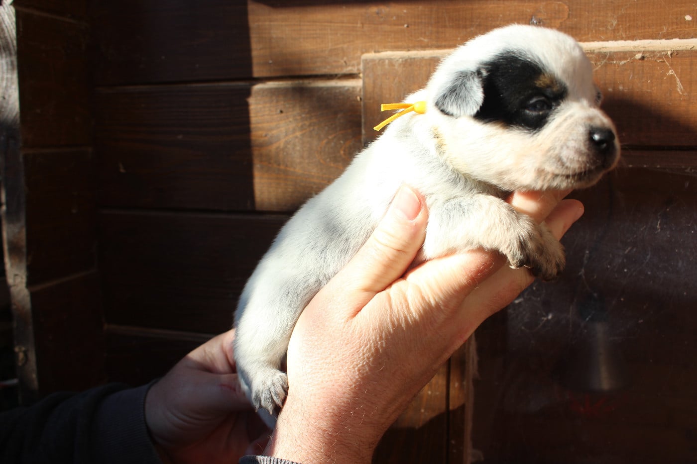 Femelle Collier Jaune