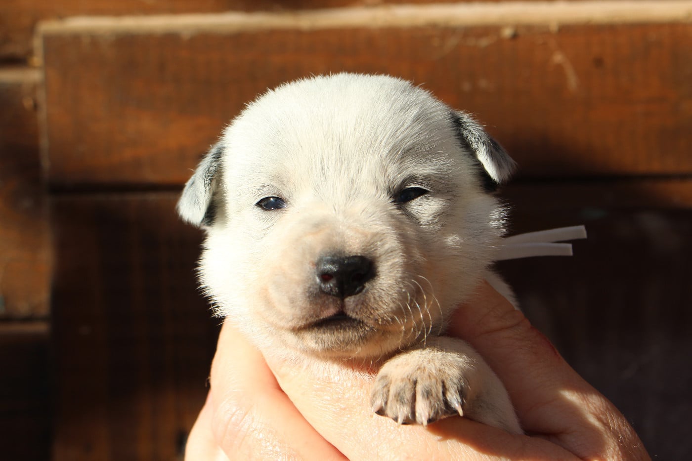 Femelle Collier Blanc
