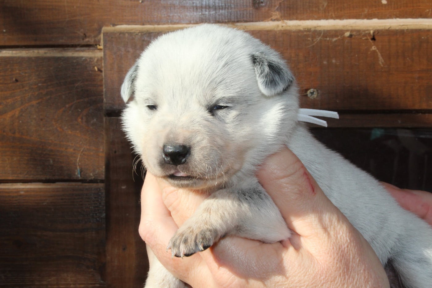 Femelle Collier Blanc