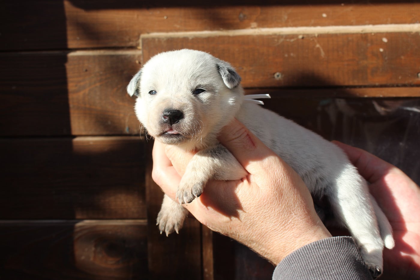 Femelle Collier Blanc