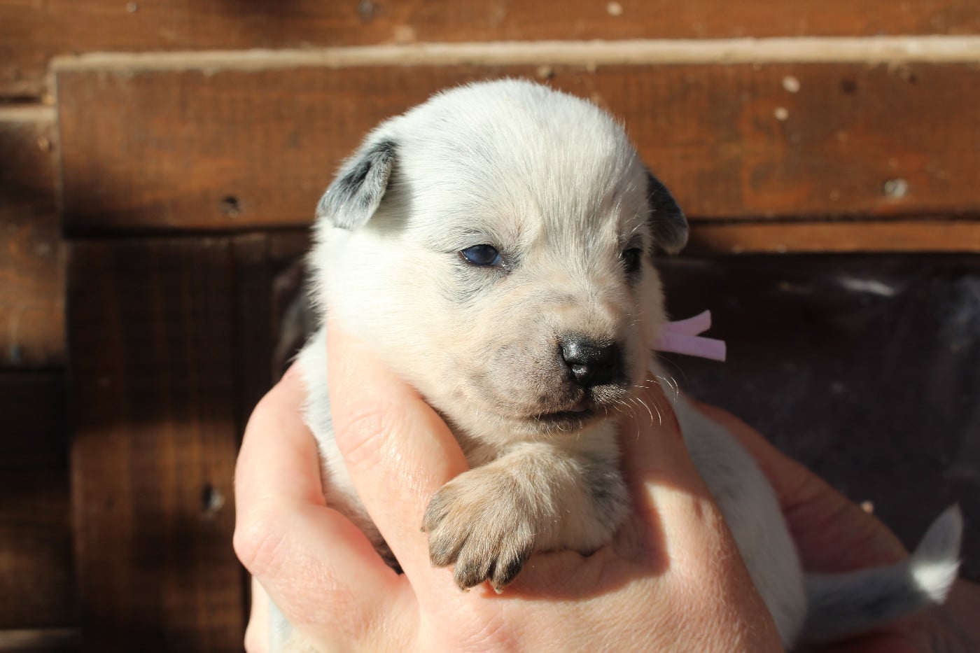 Femelle Collier Rose