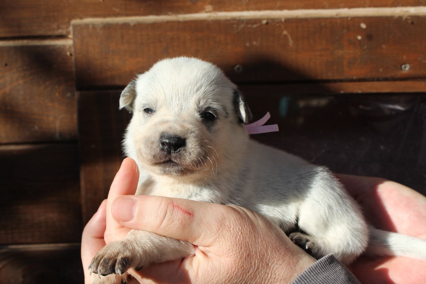 Femelle Collier Rose