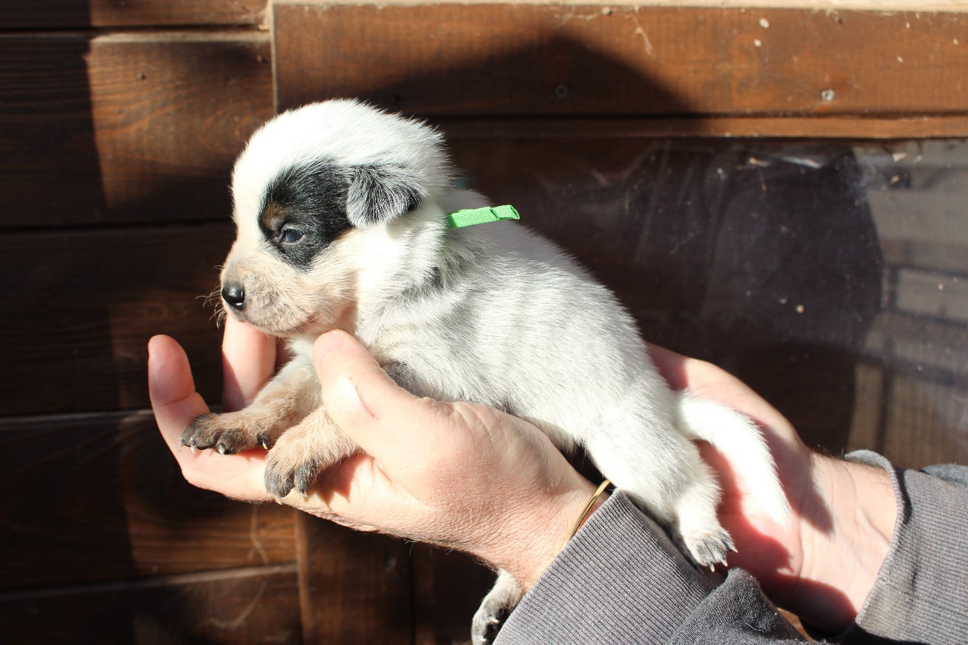 Femelle Collier Vert