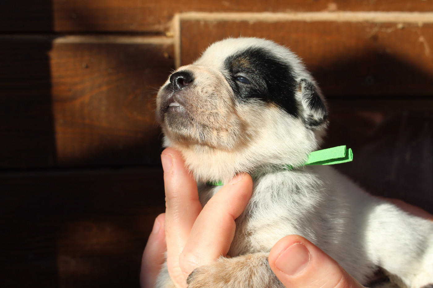 Femelle Collier Vert