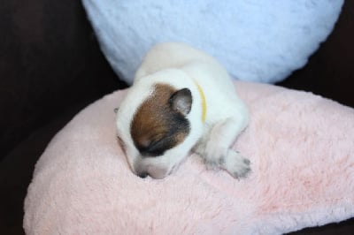 Les chiots de Bouvier australien