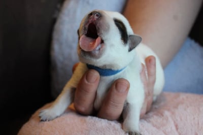 Les chiots de Bouvier australien