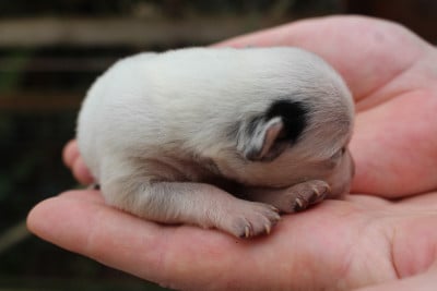 Les chiots de Bouvier australien
