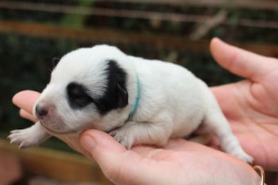 Les chiots de Bouvier australien