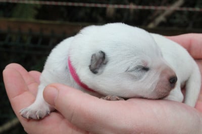Les chiots de Bouvier australien