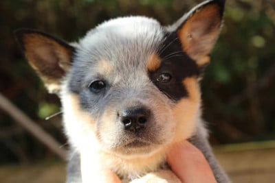 Les chiots de Bouvier australien