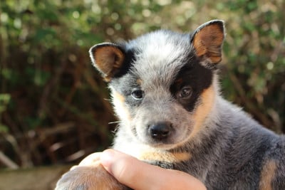 Les chiots de Bouvier australien