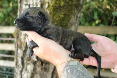 Les chiots de Berger Belge