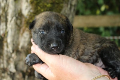 Les chiots de Berger Belge