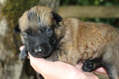 Les chiots de Berger Belge