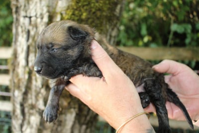 Les chiots de Berger Belge