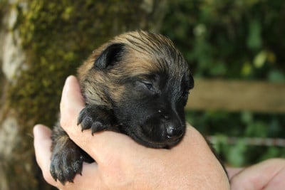 Les chiots de Berger Belge