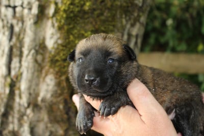 Les chiots de Berger Belge