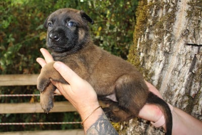 Les chiots de Berger Belge