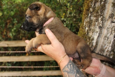 Les chiots de Berger Belge