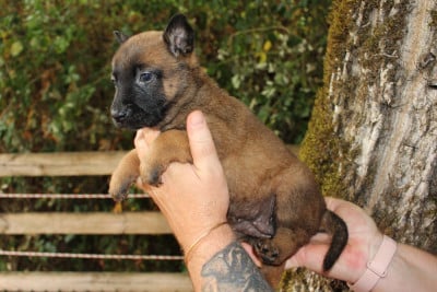 Les chiots de Berger Belge