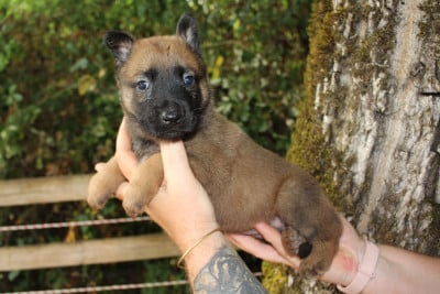 Les chiots de Berger Belge