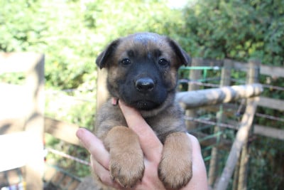 Les chiots de Berger Belge
