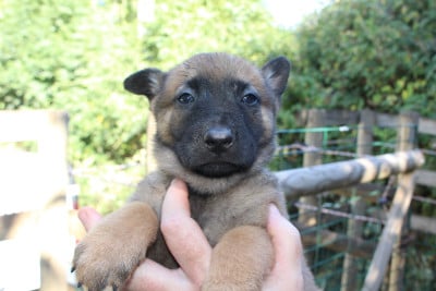 Les chiots de Berger Belge