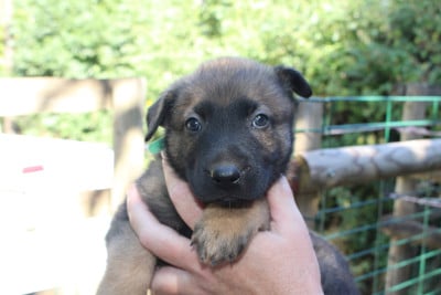 Les chiots de Berger Belge