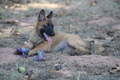 Les chiots de Berger Belge