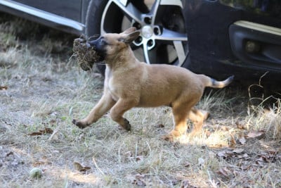 Les chiots de Berger Belge