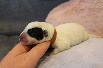 Les chiots de Bouvier australien