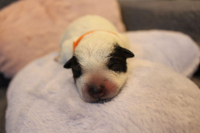 Les chiots de Bouvier australien