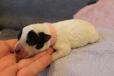 Les chiots de Bouvier australien