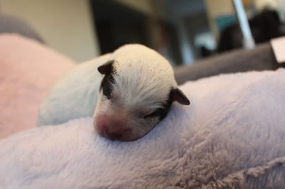 Les chiots de Bouvier australien