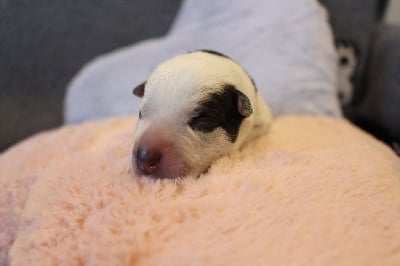 Les chiots de Bouvier australien