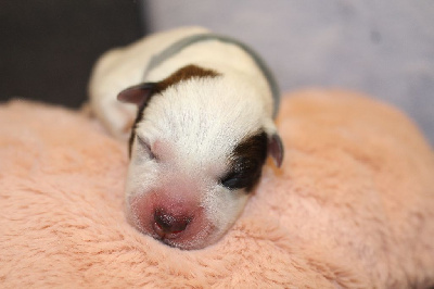 Les chiots de Bouvier australien