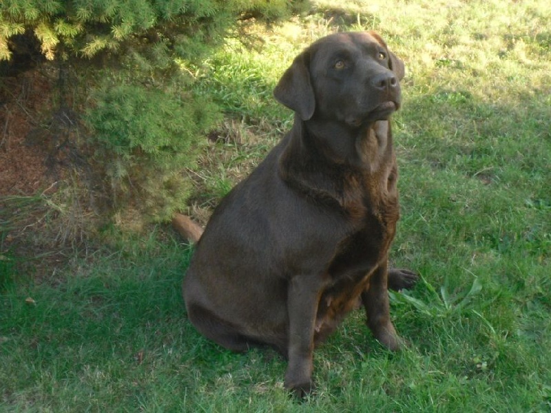 Publication : De L'Amour Des Trois Chocolats