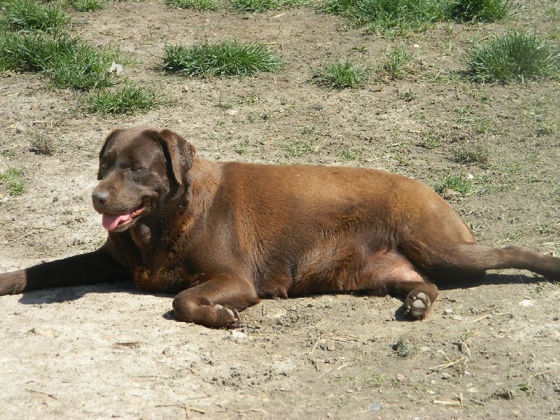 Publication : De L'Amour Des Trois Chocolats